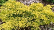 Juniperus Chinensis 'Gold Lace' (Gold Lace Juniper)